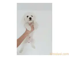 Maltezer za parenje - 4