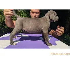 Cane  corso stenci sive boje - 2