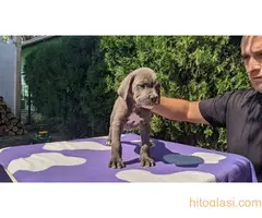 Cane  corso stenci sive boje - 3