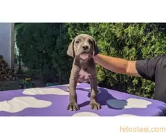 Cane  corso stenci sive boje - 4