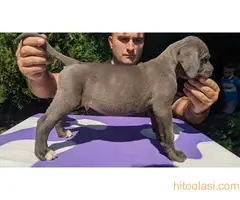 Cane  corso stenci sive boje - 5