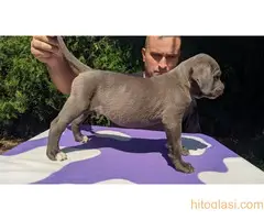 Cane  corso stenci sive boje - 6