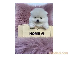 Dostupni štenci pomeranaca - 2