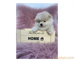 Dostupni štenci pomeranaca - 3