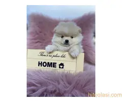 Dostupni štenci pomeranaca - 4