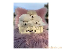 Dostupni štenci pomeranaca - 5