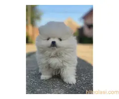 Dostupni štenci pomeranaca - 6