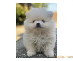 Dostupni štenci pomeranaca - 7