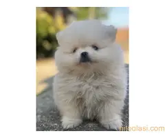 Dostupni štenci pomeranaca - 8