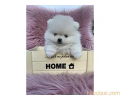 Dostupni štenci pomeranaca - 9