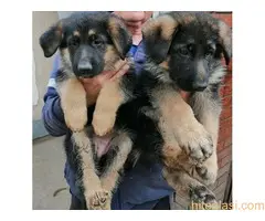 Nemački ovčar, štenad - 2