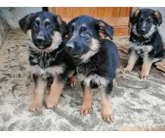Nemački ovčar, štenad - 3