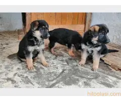 Nemački ovčar, štenad - 4