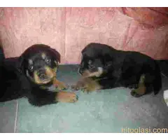 ŠTENAD ROTVAJLERA PRODAJA - 2