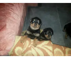 ŠTENAD ROTVAJLERA PRODAJA - 3