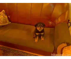 ŠTENAD ROTVAJLERA PRODAJA - 4