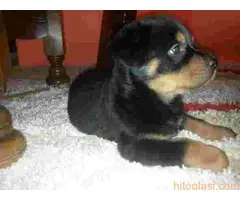 ŠTENAD ROTVAJLERA PRODAJA - 5