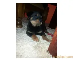 ŠTENAD ROTVAJLERA PRODAJA - 6