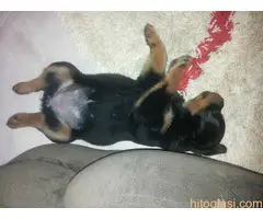 ŠTENAD ROTVAJLERA PRODAJA - 7