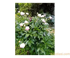 Bastenske i sobne biljke - 2