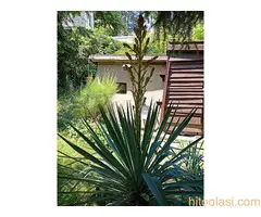 Bastenske i sobne biljke - 3