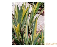 Bastenske i sobne biljke - 4