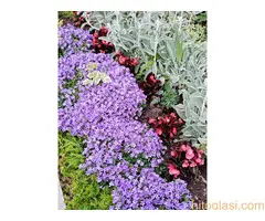 Bastenske i sobne biljke - 5