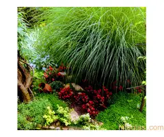 Bastenske i sobne biljke - 6