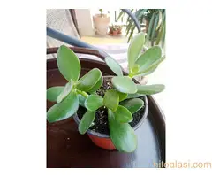 Bastenske i sobne biljke - 7