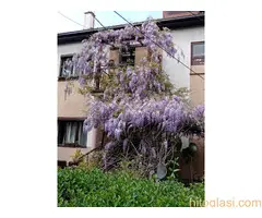 Bastenske i sobne biljke - 8