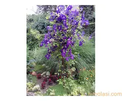 Bastenske i sobne biljke - 9