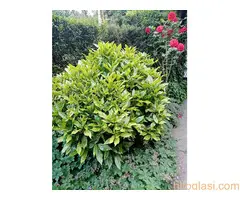 Bastenske i sobne biljke - 10