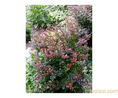 Bastenske i sobne biljke - 11