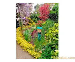 Bastenske i sobne biljke - 12