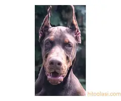 Doberman  štenci - 2
