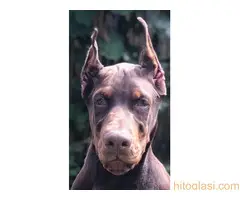 Doberman  štenci - 3