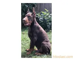 Doberman  štenci - 4
