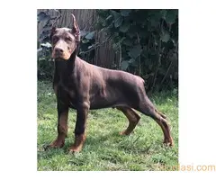 Doberman  štenci - 5