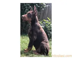 Doberman  štenci - 6