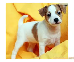 Džek Rasel terijer/Jack Russell Terrier - 2