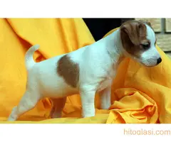 Džek Rasel terijer/Jack Russell Terrier - 3