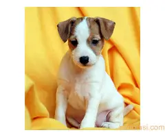 Džek Rasel terijer/Jack Russell Terrier - 4