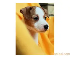 Džek Rasel terijer/Jack Russell Terrier - 5