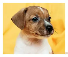 Džek Rasel terijer/Jack Russell Terrier - 6