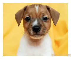 Džek Rasel terijer/Jack Russell Terrier - 7