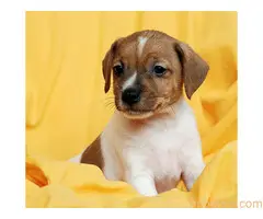 Džek Rasel terijer/Jack Russell Terrier - 8