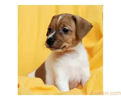 Džek Rasel terijer/Jack Russell Terrier - 9