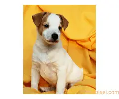 Džek Rasel terijer/Jack Russell Terrier - 10