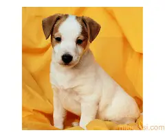 Džek Rasel terijer/Jack Russell Terrier - 11