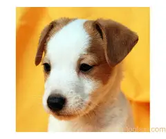 Džek Rasel terijer/Jack Russell Terrier - 12